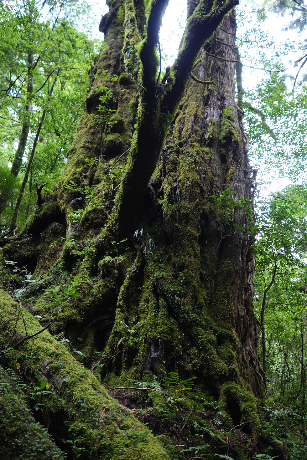 母子杉の後ろ姿