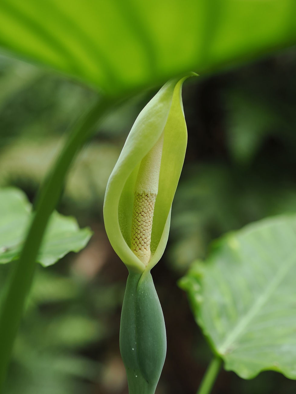 屋久島植物クワズイモの花