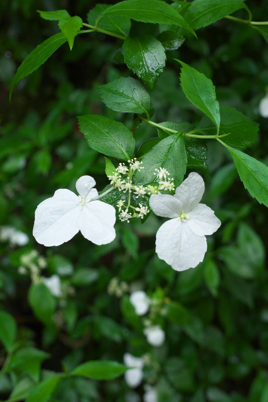 5月中旬、白谷雲水峡とヤクスギランドで見られた花々をご紹介！