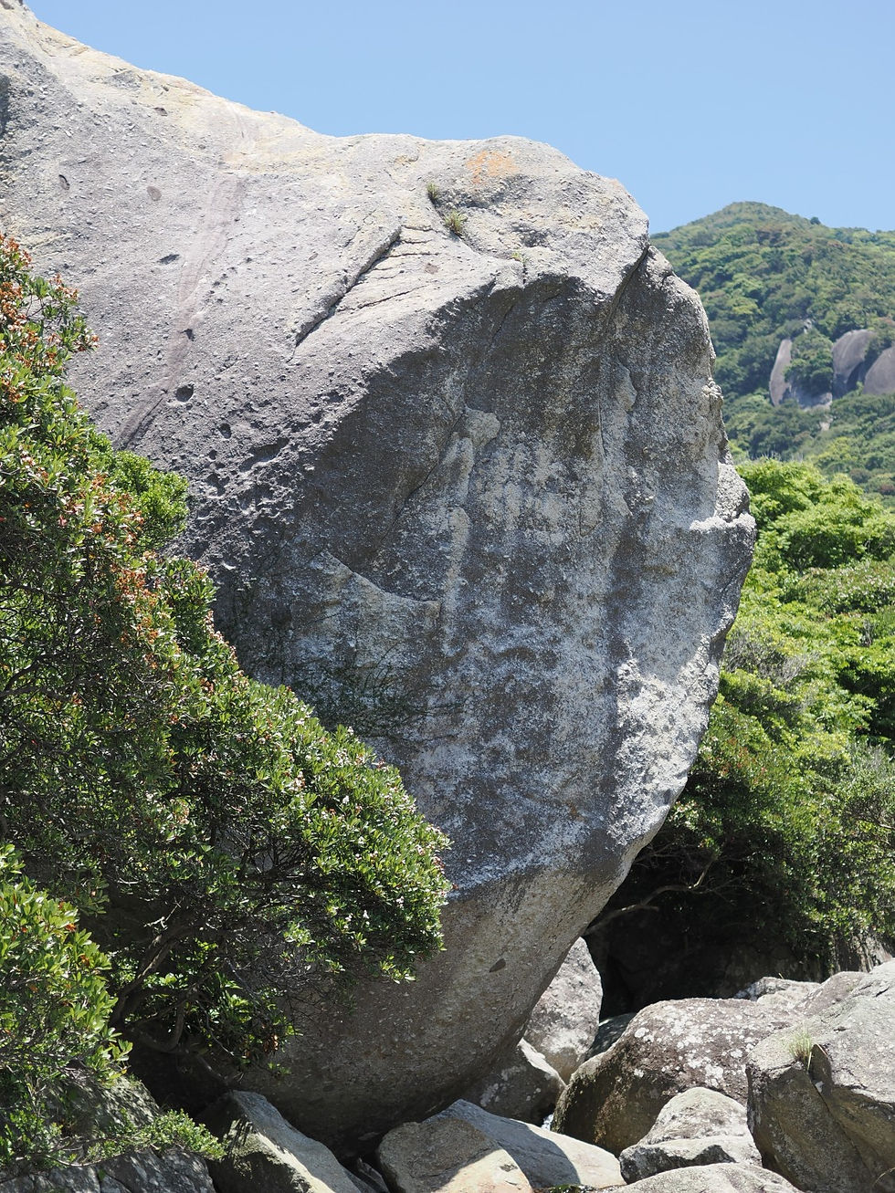 屋久島世界自然遺産の森をあるくアニマルウォチングガイドツアー
