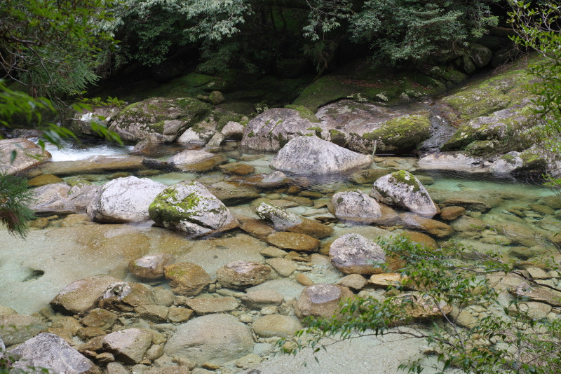 屋久島ヤクスギランドの清流