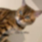 fullsizeoutput_1962.jpeg