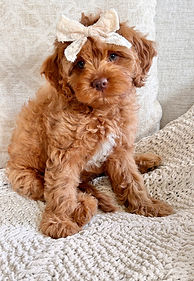 toy cavapoo puppy in tennessee hilltop doodles and poodles