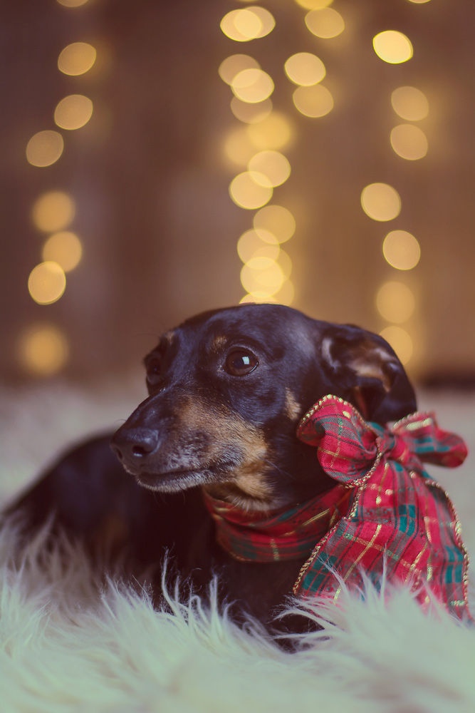 Our devastating Christmas & battle with Valley Fever