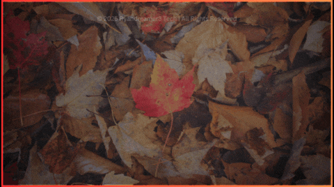 Illuminated Flower Bud