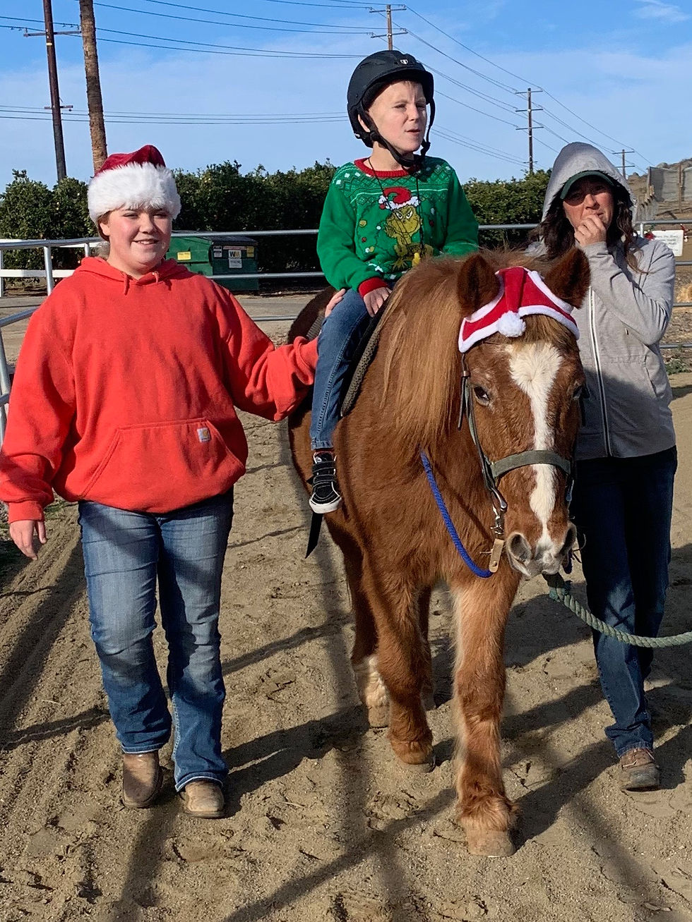 Eye-level view of a horse in a serene pasture
