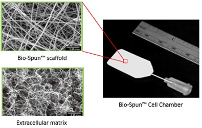 Bio-Spun™ Cell Chamber (BSCC): Advancing Long-Term Cell-Based Therapies [Monthly Spin-Off #15]