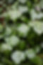 leaf-6997949_1920.jpg