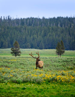 Elk