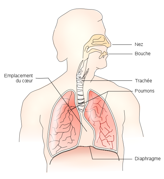 Rôle du diaphragme