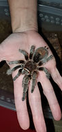 Rosie the tarantula