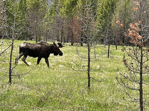Things to Do in Rocky Mountain National Park for a Scenic and Relaxing Day