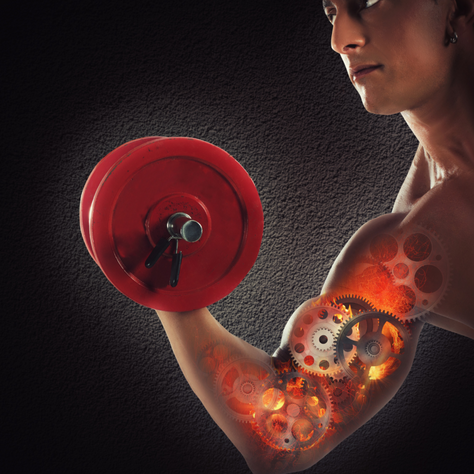 Basics of Building Muscles