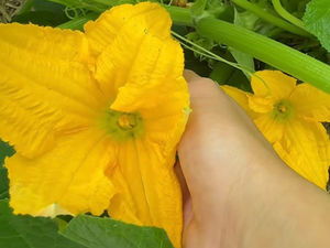 Hand Pollination