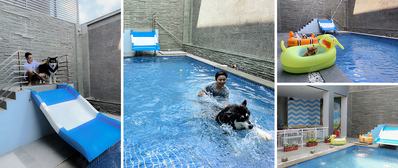 PawzBali, Pet Grooming, Pet Boarding, Pet Daycare, Pet Shop