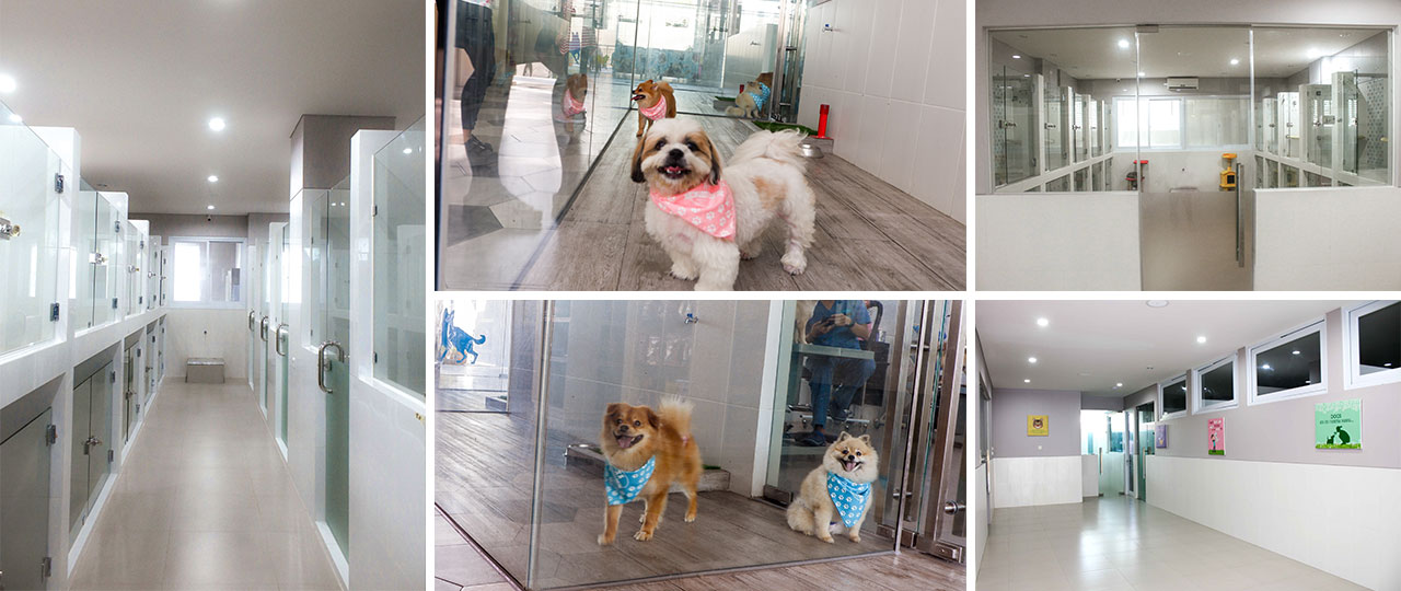 Pawzbali Pet Grooming Pet Boarding Pet Daycare Pet Shop