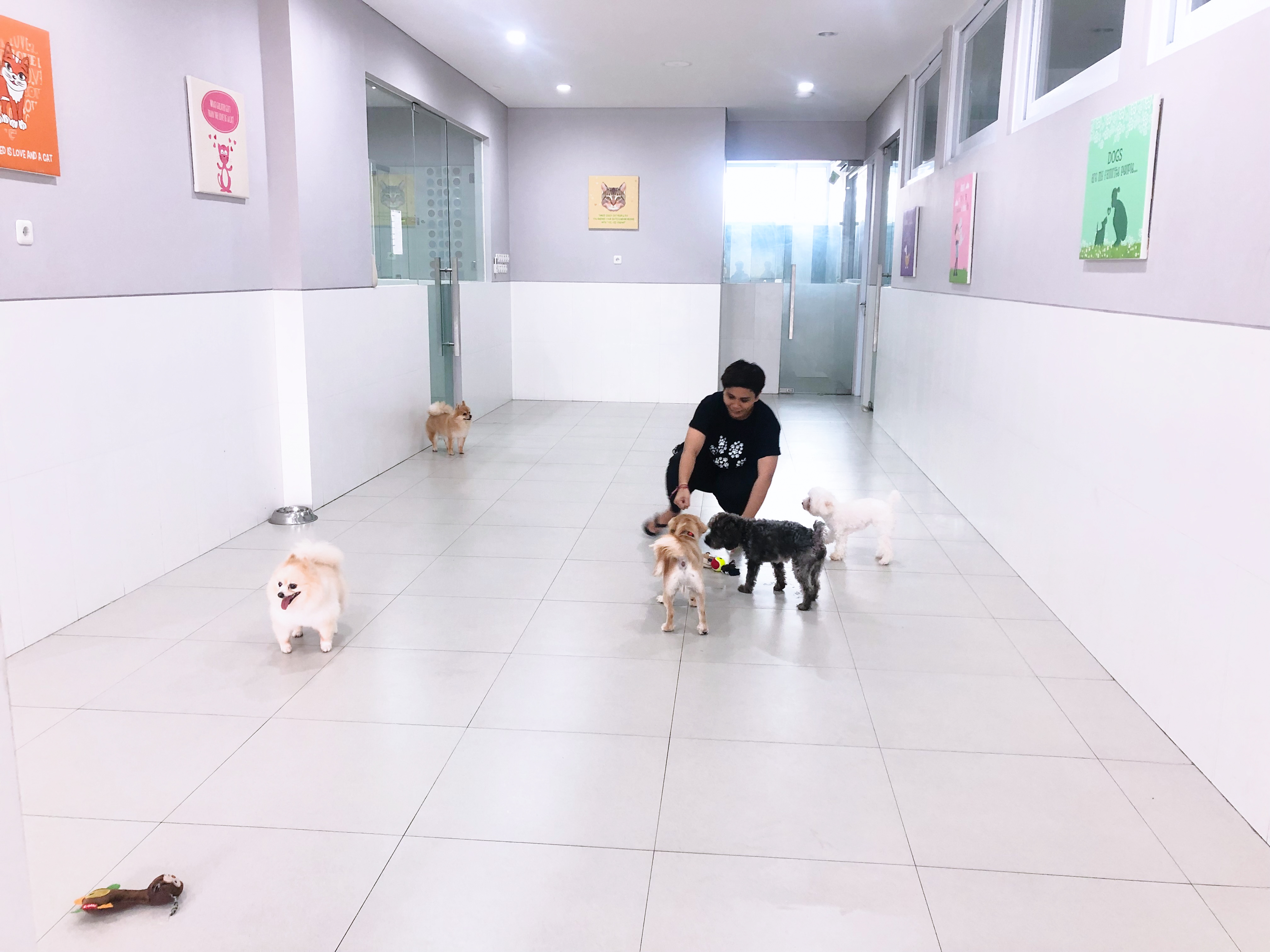 dog daycare and grooming