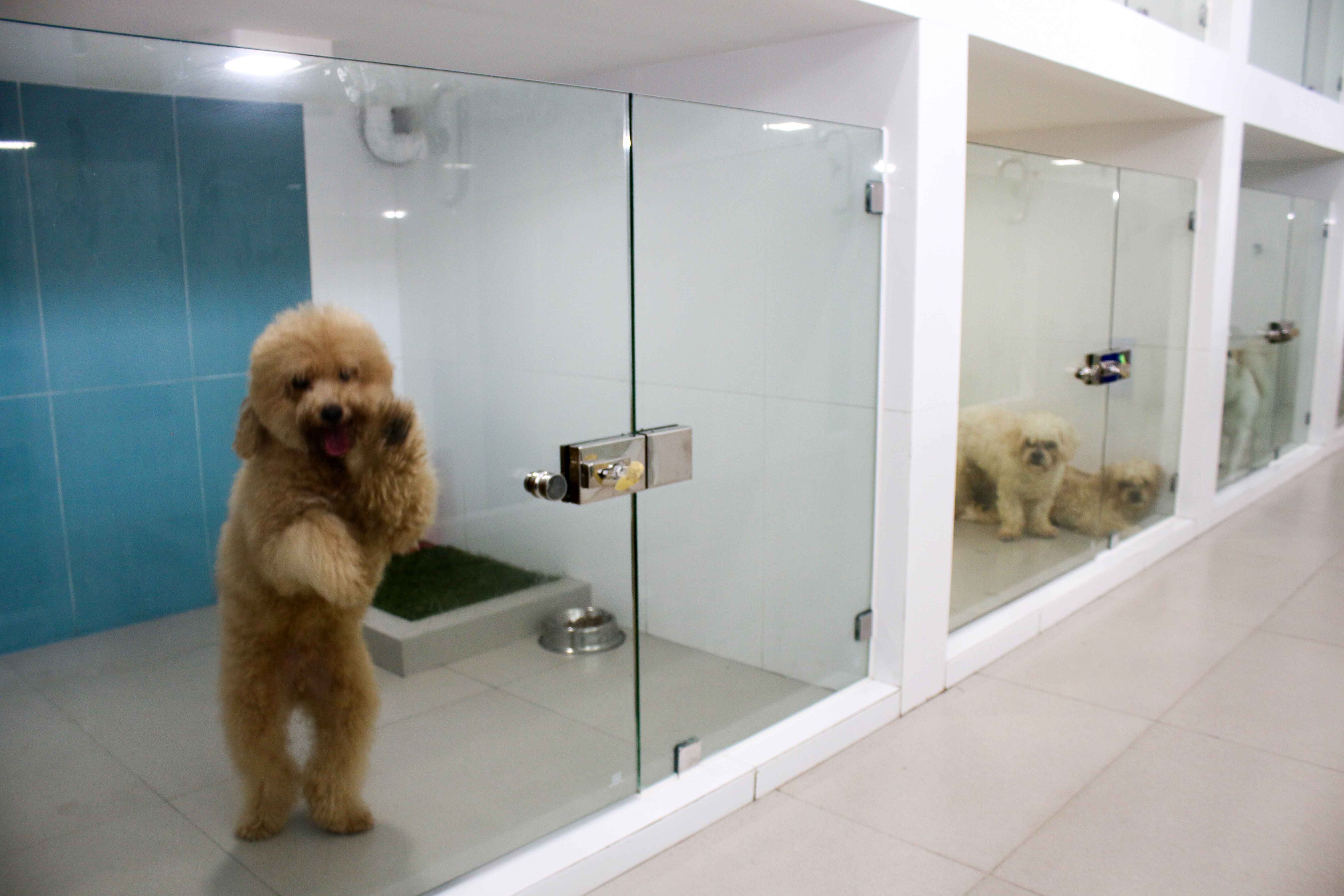 dog daycare and grooming
