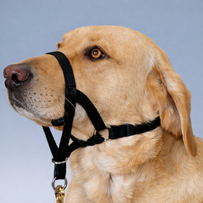 Ficha Técnica: Cabestro de Entrenamiento y Manejo | Dog Lovers®