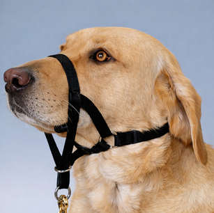 Ficha Técnica: Cabestro de Entrenamiento y Manejo | Dog Lovers®