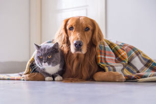 ¿Los Perros y Gatos Sienten Frío?