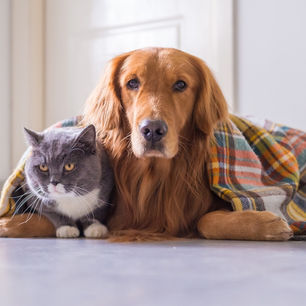   ¿Los Perros y Gatos Sienten Frío?