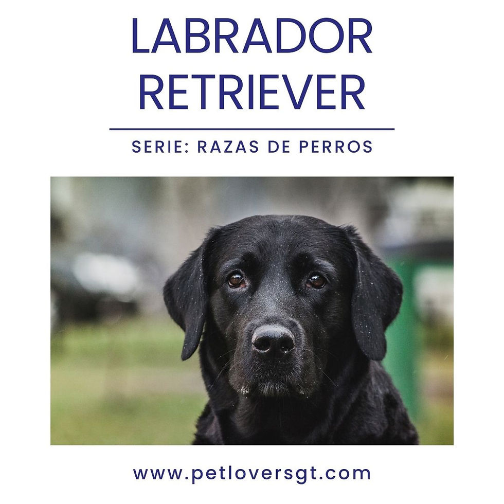 Labrador Retriever: Leal, Amigable y el Compañero Ideal