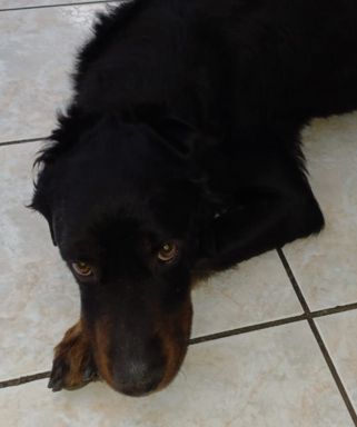 perro recostado en el piso