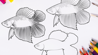 Doubletail Coloring Pages