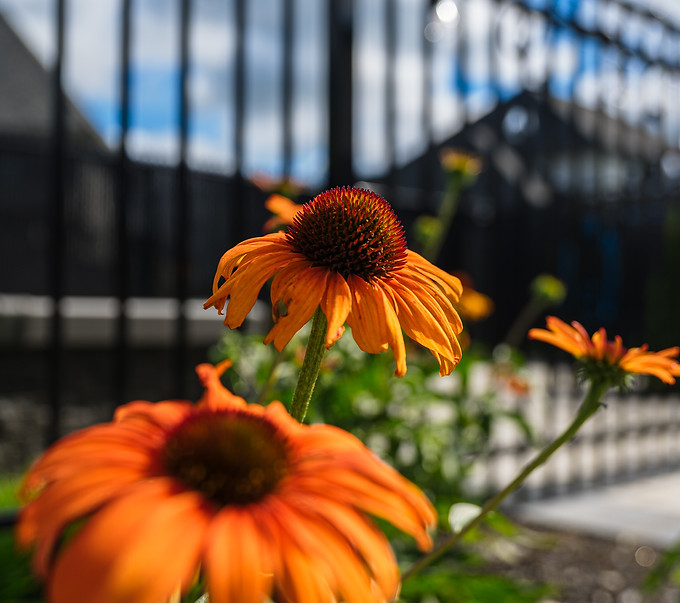 Fleur orange d'un aménagement paysager au soleil