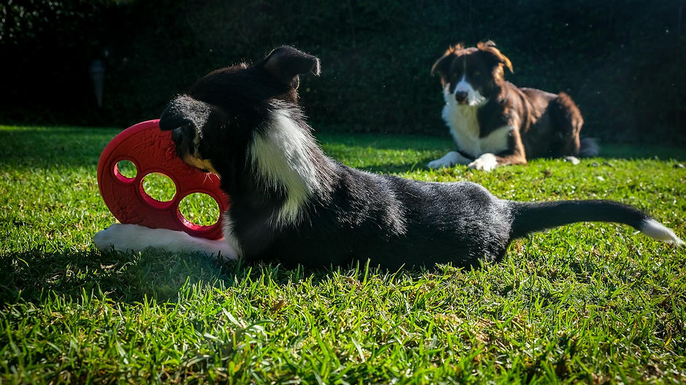 Two Border Collies play with a red toy on green grass, enjoying a sunny day.
