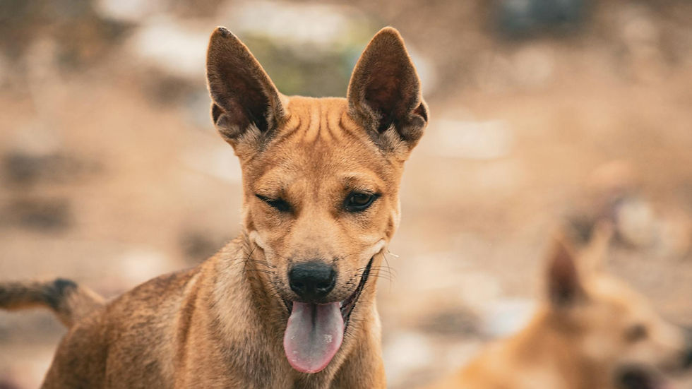 A close-up shot of a playful stray dog with its tongue out, in an outdoor setting.