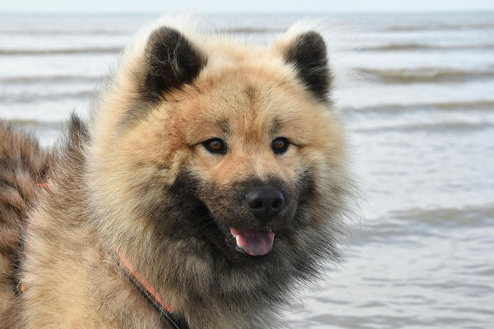 Decode Dog Barks: Master Canine Communication