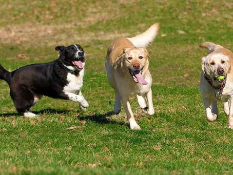 Adolescent Dog Socialization: Master the Hurdles