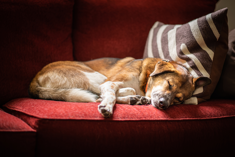 Optimize Senior Dog Naps: Sleep Schedule Secrets