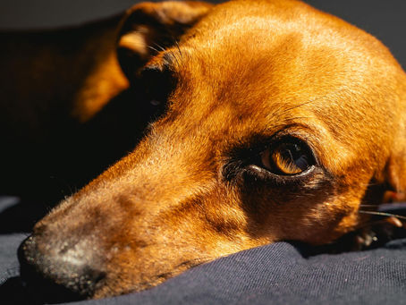 Decode Dog Posture- Relaxed Versus Tense