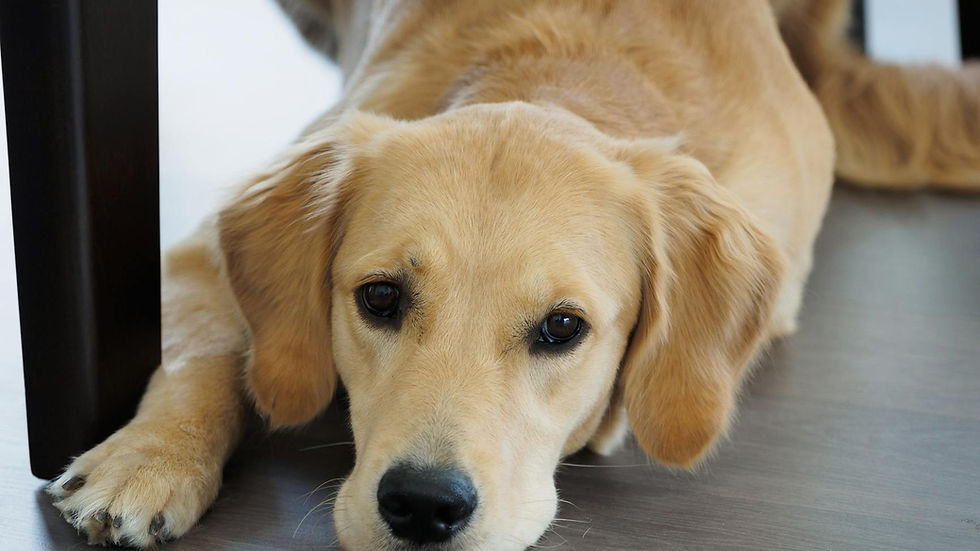 Cute Labrador Retriever puppy lying indoors on a wooden floor, looking relaxed and content.
