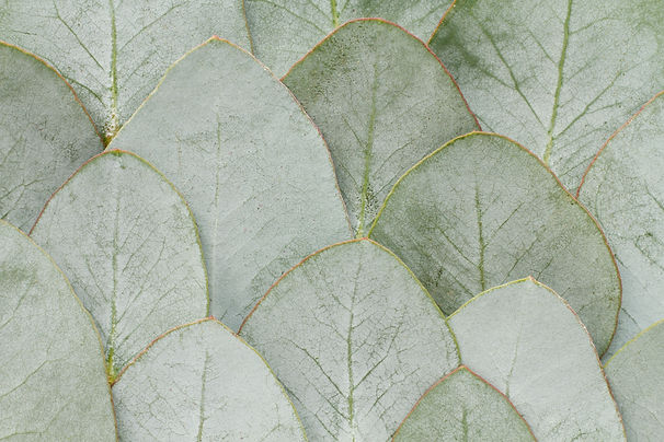 elegant-eucalyptus-background.jpg