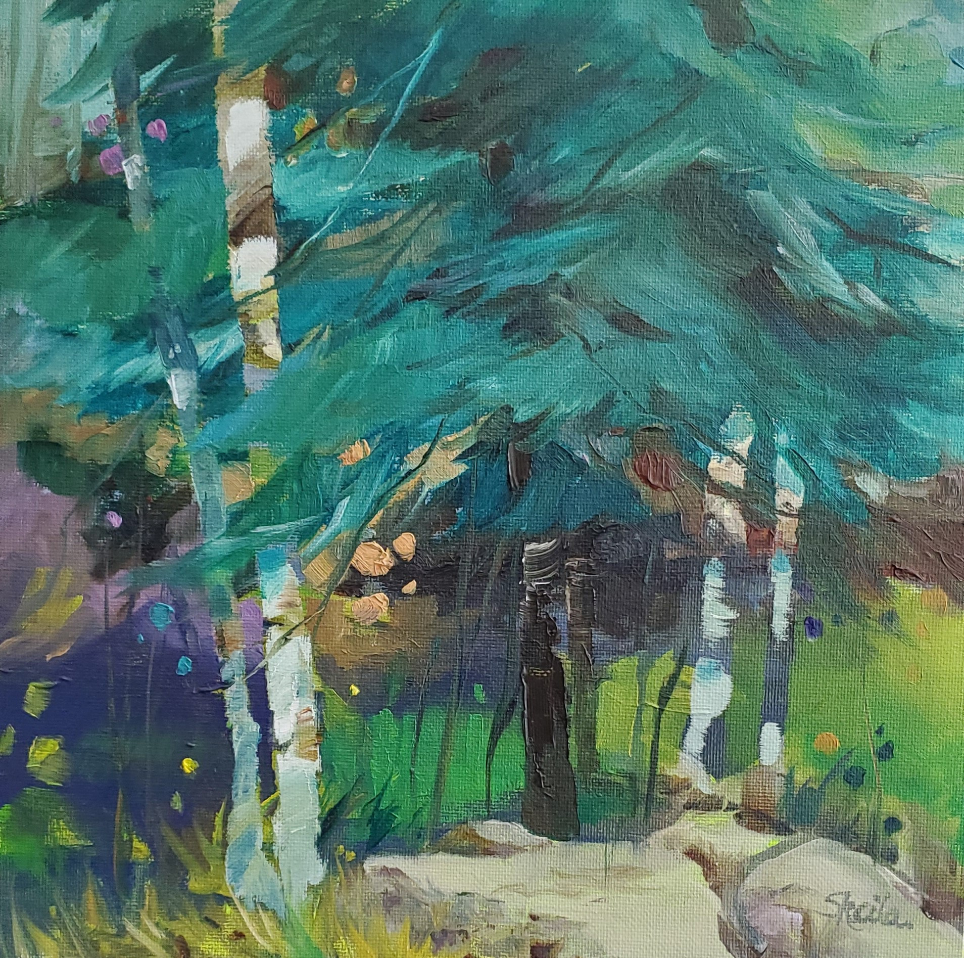 Birches and Pines