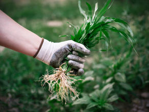 Australian Lawn Weeds: A Comprehensive Guide to Identification, Removal, and Regional Distribution.