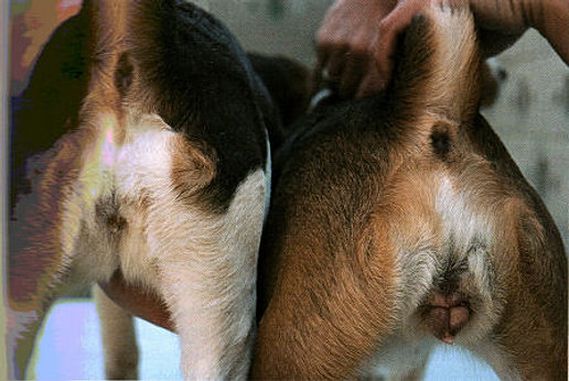 u-nee-pri-sekse-techka-ogromniy-dildo-samotik-fallos-v-pope-foto