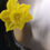 Thumbnail: Yellow Daffodils