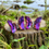 Thumbnail: Butterfly Studs