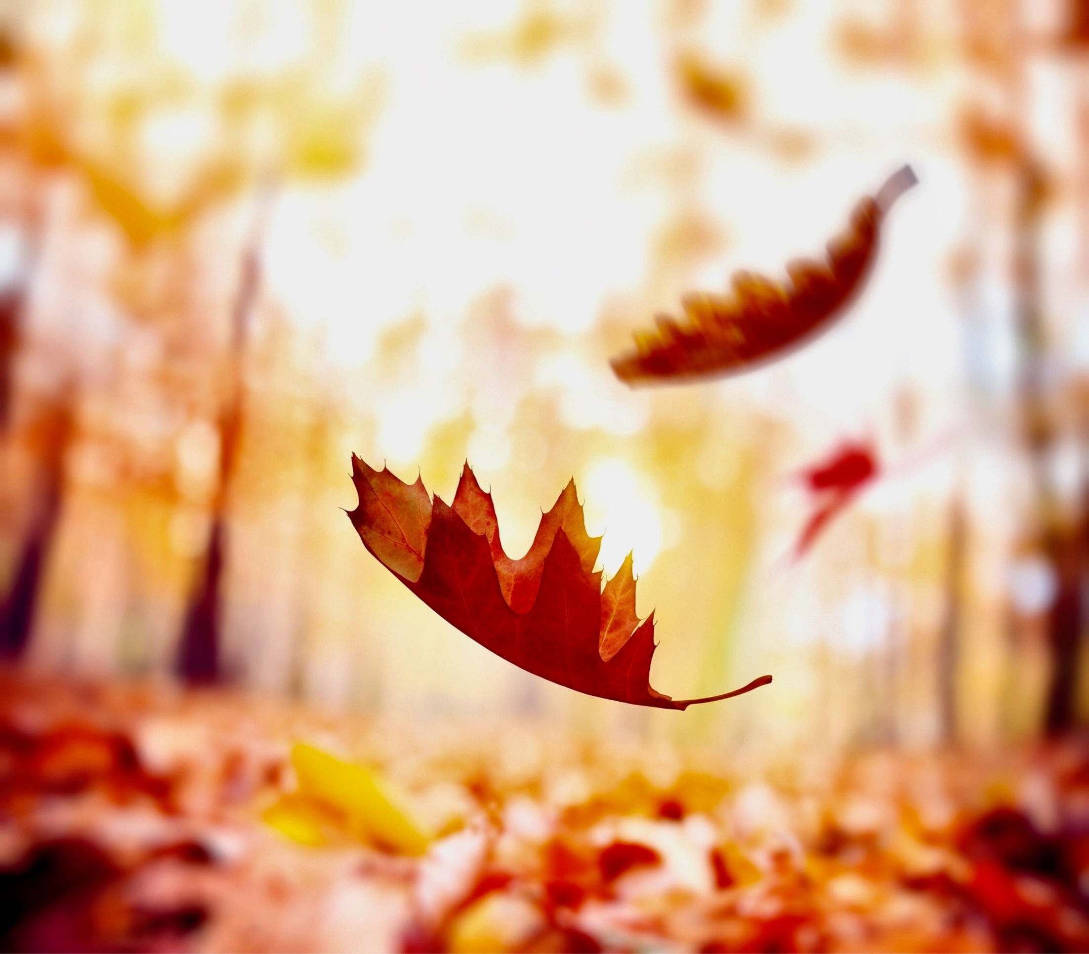 Autumn leaves fall in a sunlit forest.