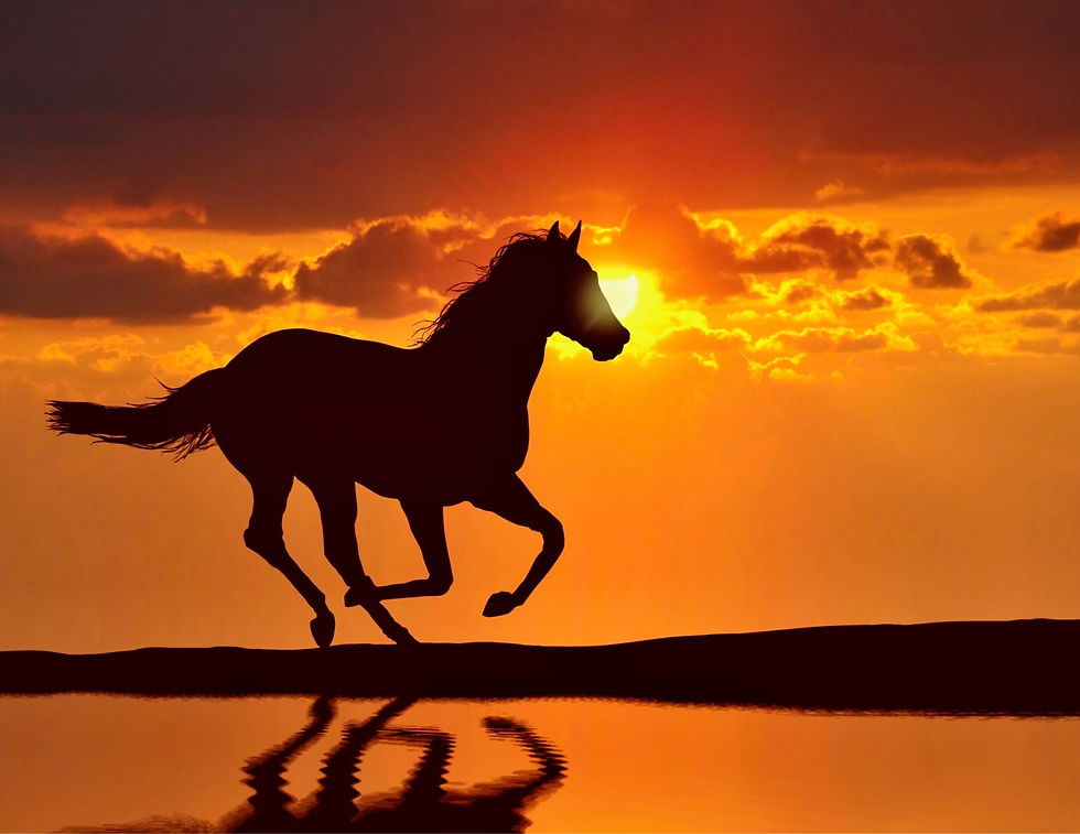 The powerful form of a horse running on a beach is silhouetted against a fiery sunset.