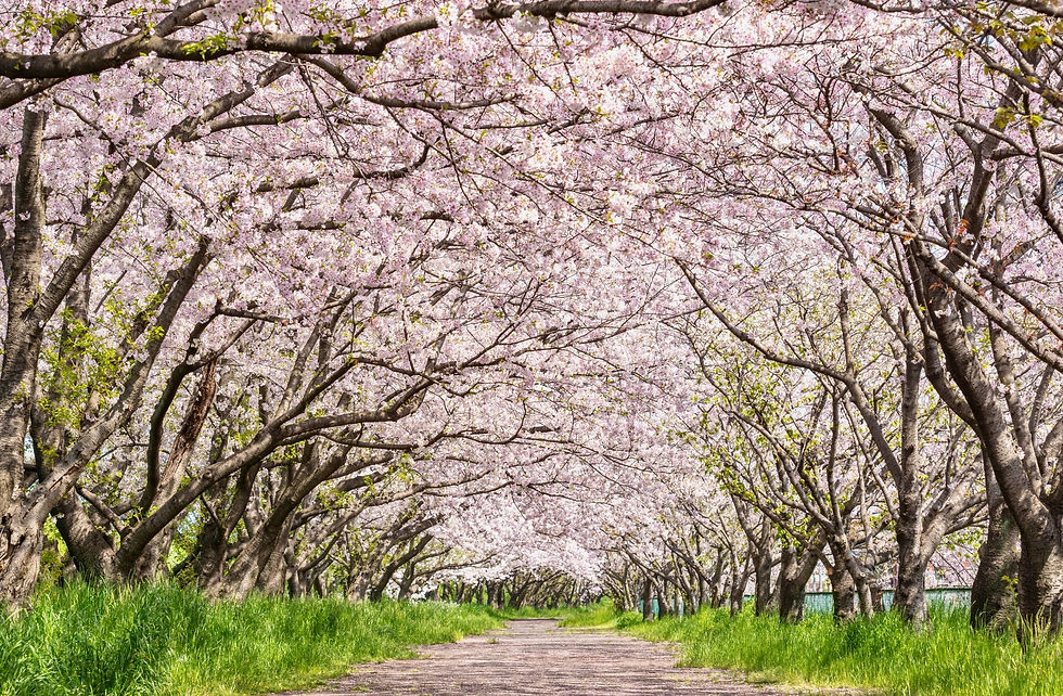 Cherry branches join hands to shelter a spring path.