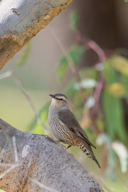 Brown Treecreeper