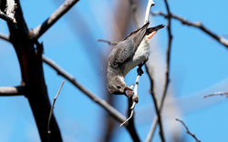 Female Mistletoebird