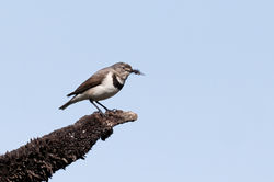 White fronted Chat Female