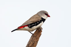 Diamond Firetail